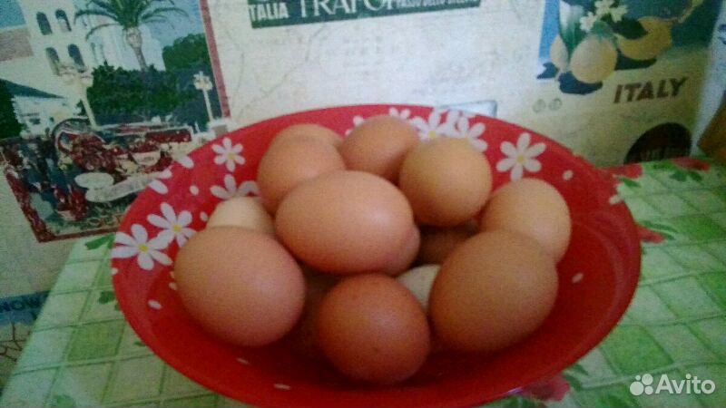 Свежее домашнее яйцо купить на Зозу.ру - фотография № 2