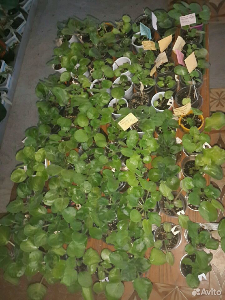 Комнатные растения купить на Зозу.ру - фотография № 2