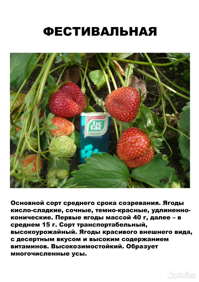 Саженцы садовой земляники (клубники) на август купить на Зозу.ру - фотография № 4