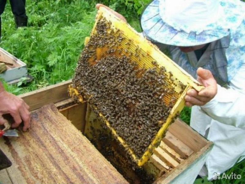Пчёлопакеты купить на Зозу.ру - фотография № 1
