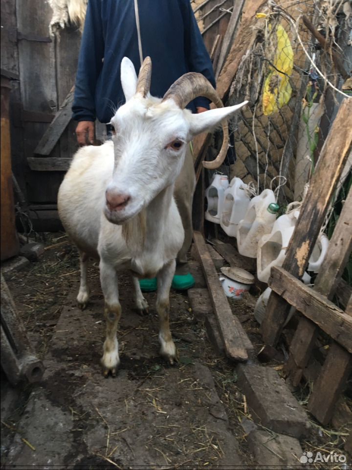 Продаются дойные козы и козлята купить на Зозу.ру - фотография № 4