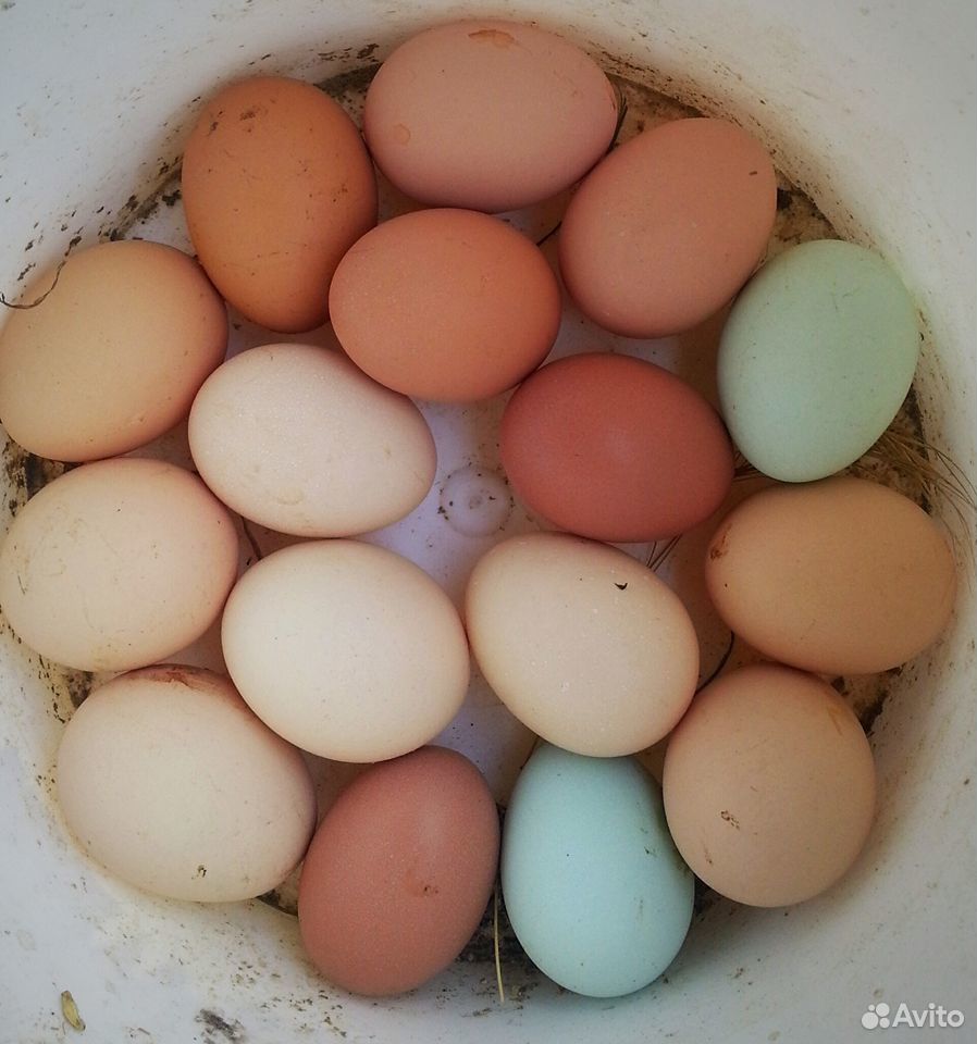 Легбар (голубое яйцо) семья купить на Зозу.ру - фотография № 3