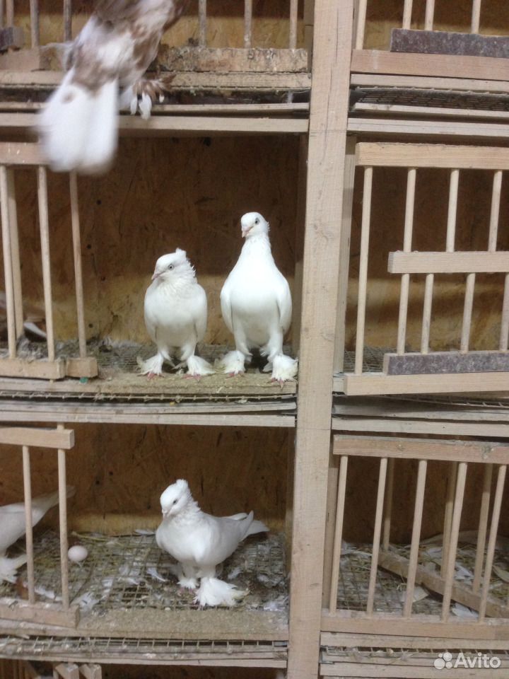 Продаю андижанских голубей купить на Зозу.ру - фотография № 4