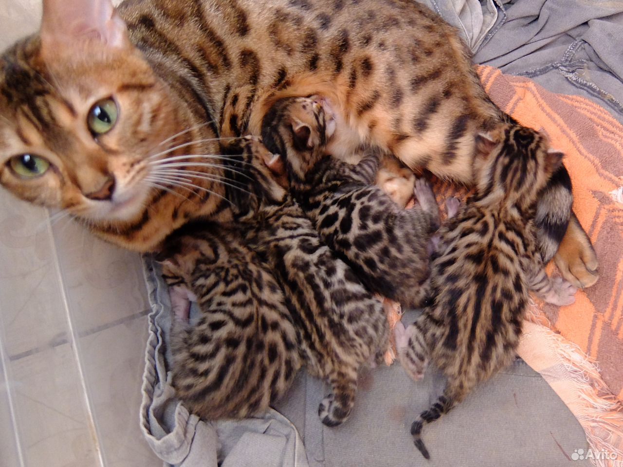 Бенгальский кот розетка на золоте