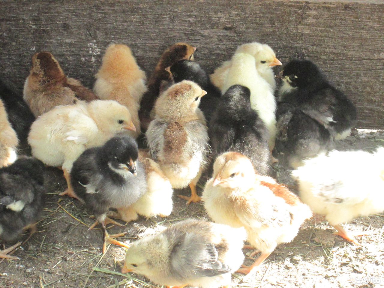 Цыплята от домашних кур-несушек купить на Зозу.ру - фотография № 5