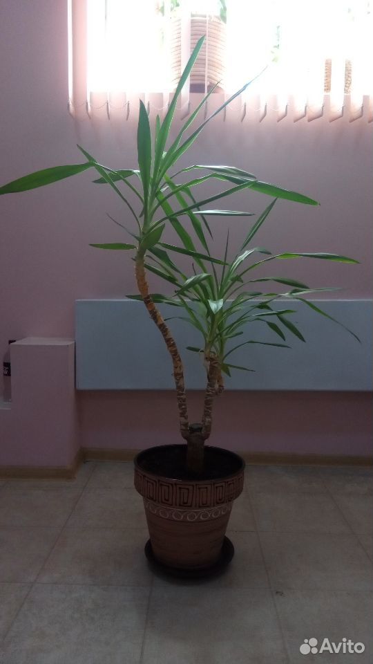 Растение юкка 110см с керамическим горшком купить на Зозу.ру - фотография № 1