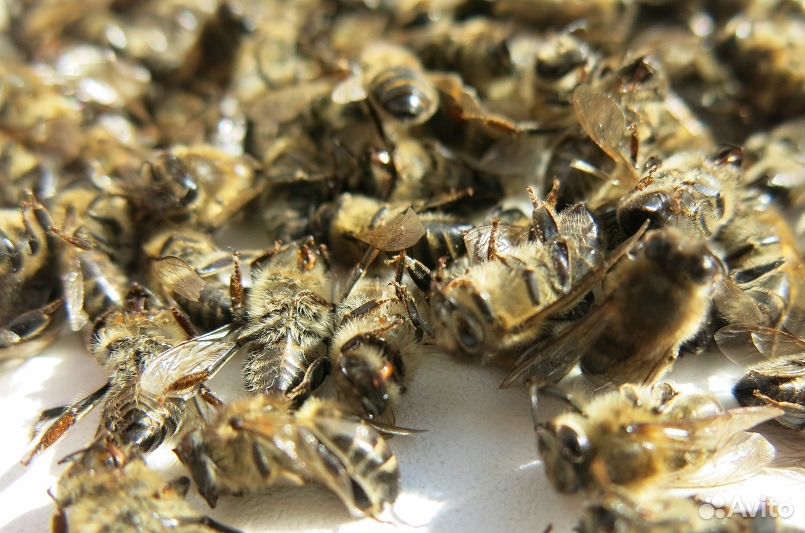 Пчелиный подмор купить на Зозу.ру - фотография № 2