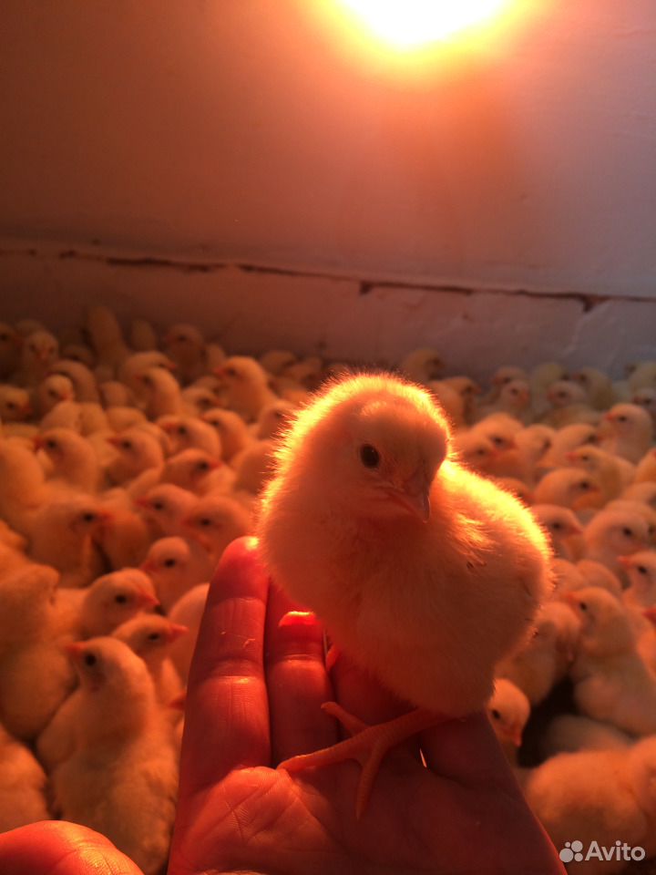 Продам цыплят и инкубационное яйцо бройлеров купить на Зозу.ру - фотография № 1