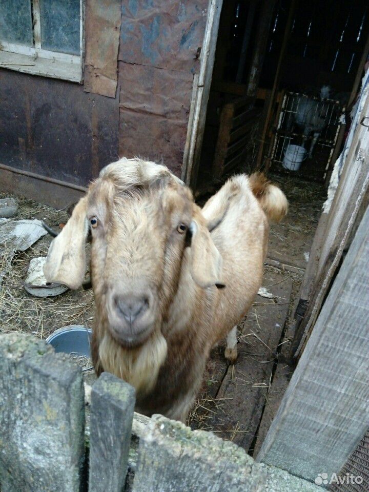 Козёл для вязки имеется коза для продажи купить на Зозу.ру - фотография № 4