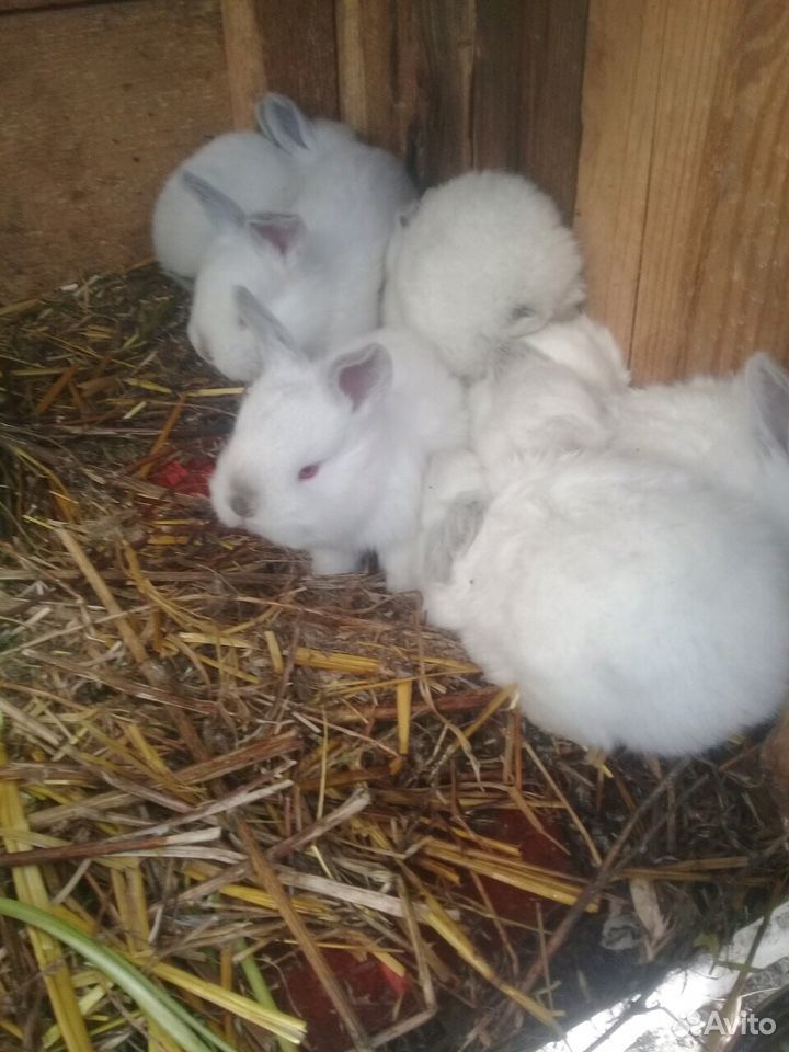 Продаются кролики разных парод купить на Зозу.ру - фотография № 5