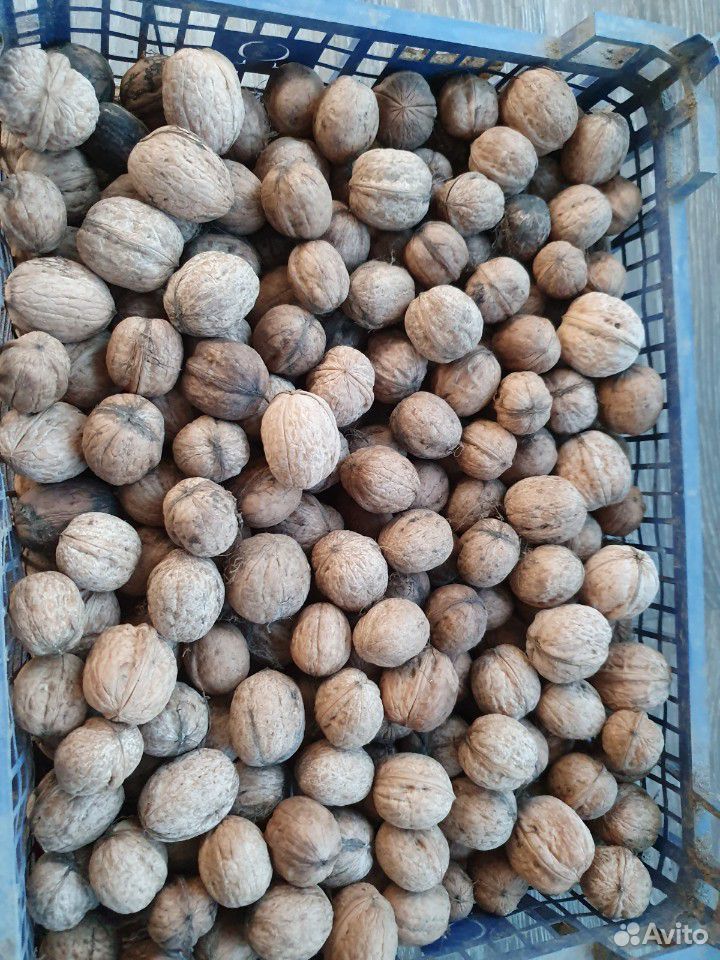 Грецкие орехи купить на Зозу.ру - фотография № 1