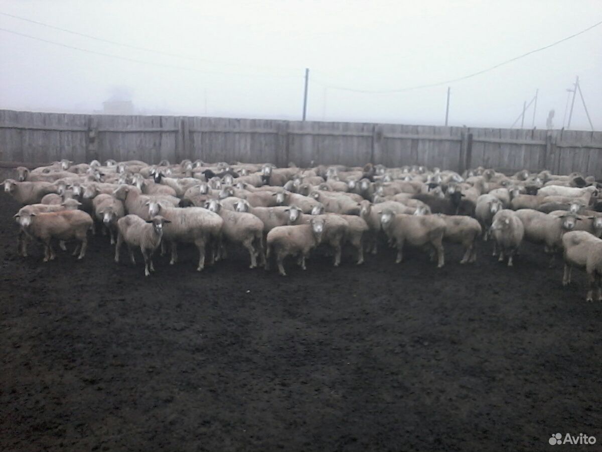 Овцы брак купить на Зозу.ру - фотография № 1