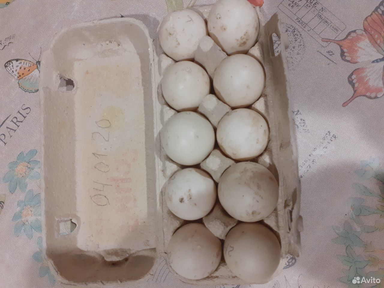 Инкубационное яйцо индоутки (мускусной утки) купить на Зозу.ру - фотография № 1