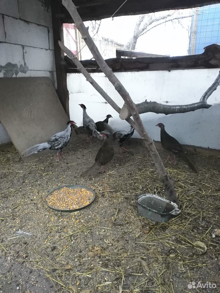 Птицы (фазаны) купить на Зозу.ру - фотография № 1
