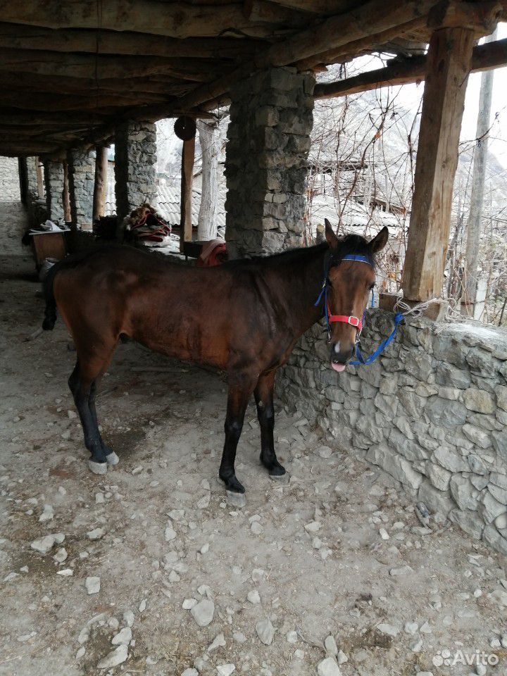 Лошадь купить на Зозу.ру - фотография № 2