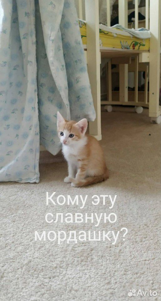 Котёнок "Джинджер" купить на Зозу.ру - фотография № 1