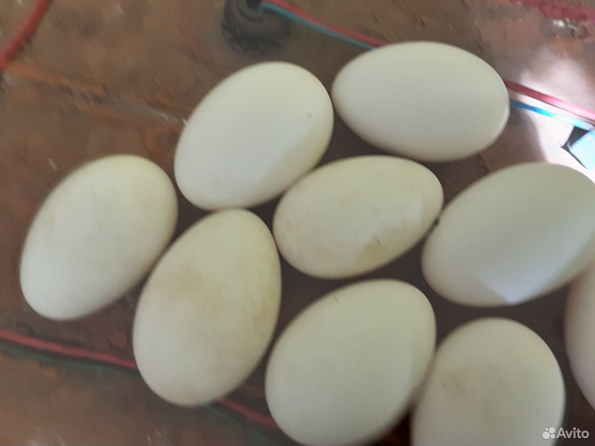 Гусинные яйца купить на Зозу.ру - фотография № 2