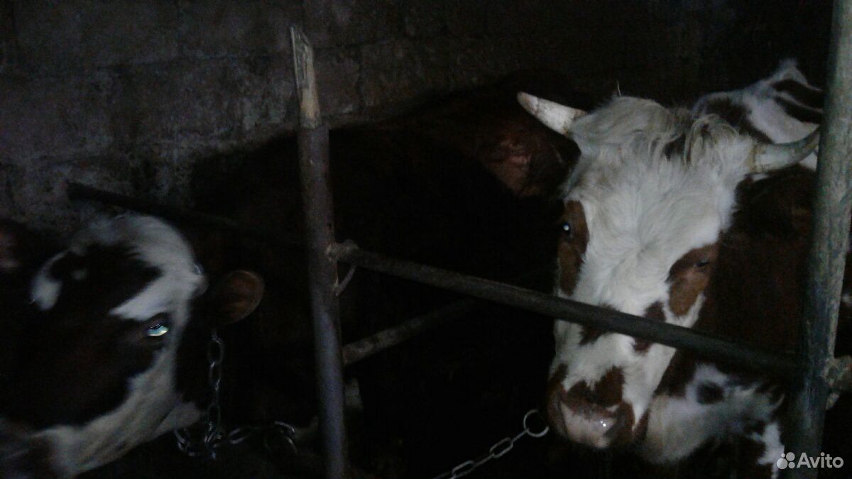 Поросенок и корова купить на Зозу.ру - фотография № 4