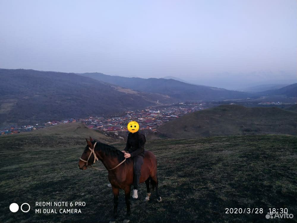 Продаю лошадь (1айхар) купить на Зозу.ру - фотография № 1