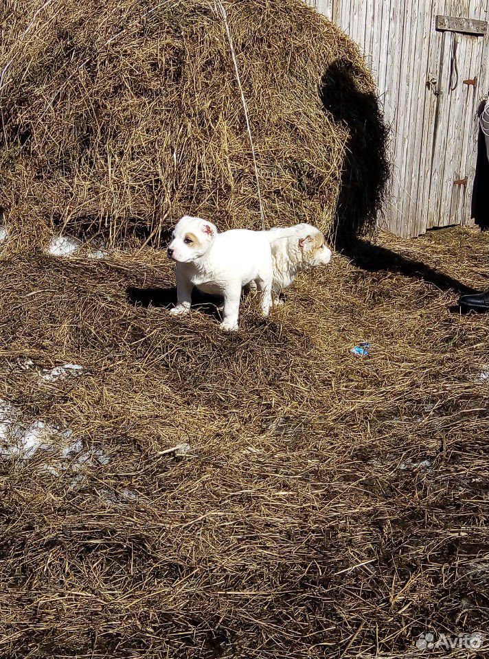 Собака, Порода Алабай купить на Зозу.ру - фотография № 7