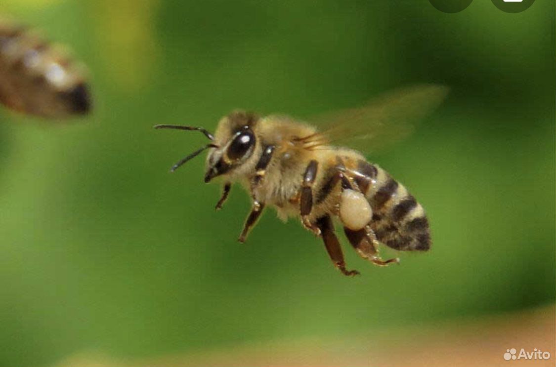 Пчелосемья купить на Зозу.ру - фотография № 1