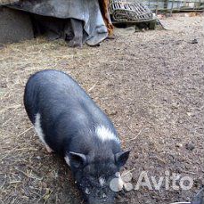 Поросята свиньи хряк купить на Зозу.ру - фотография № 2