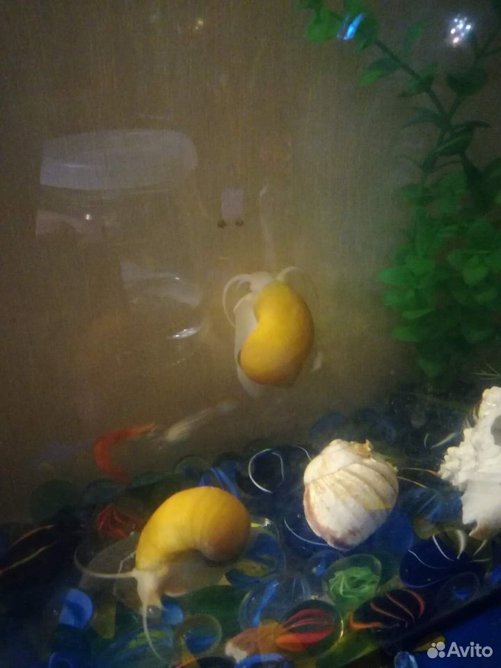 Улитки желтые аквариумные(Ампулярии) купить на Зозу.ру - фотография № 4