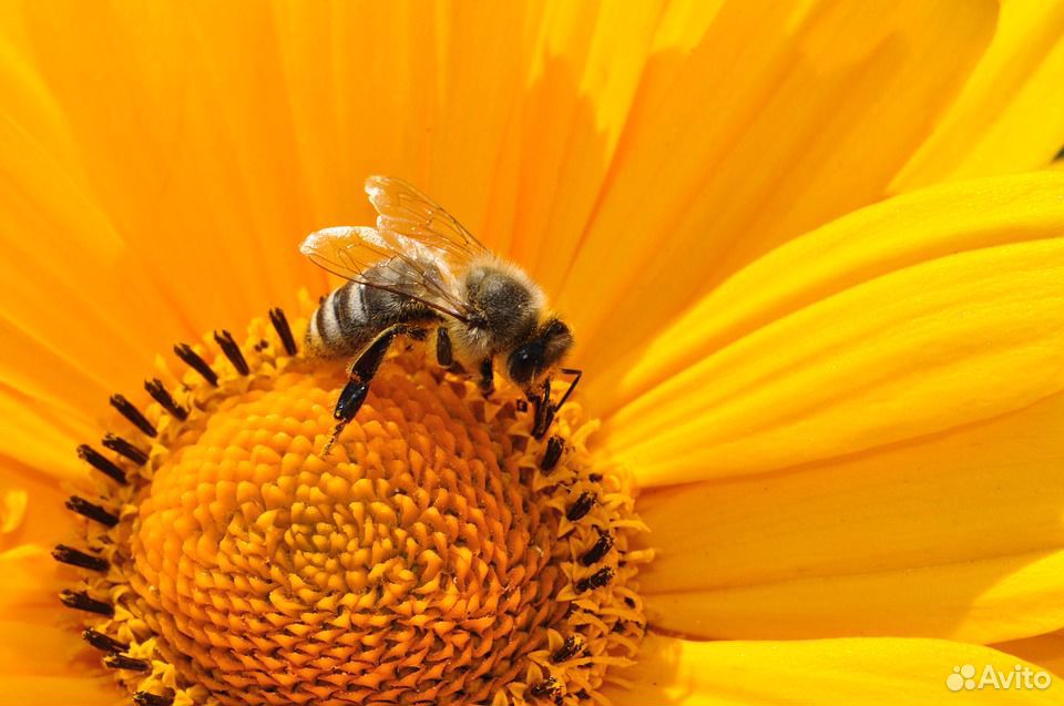 Пчелы купить на Зозу.ру - фотография № 1
