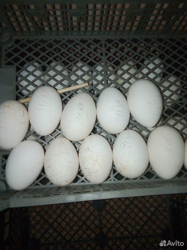 Гусиные яйца купить на Зозу.ру - фотография № 4
