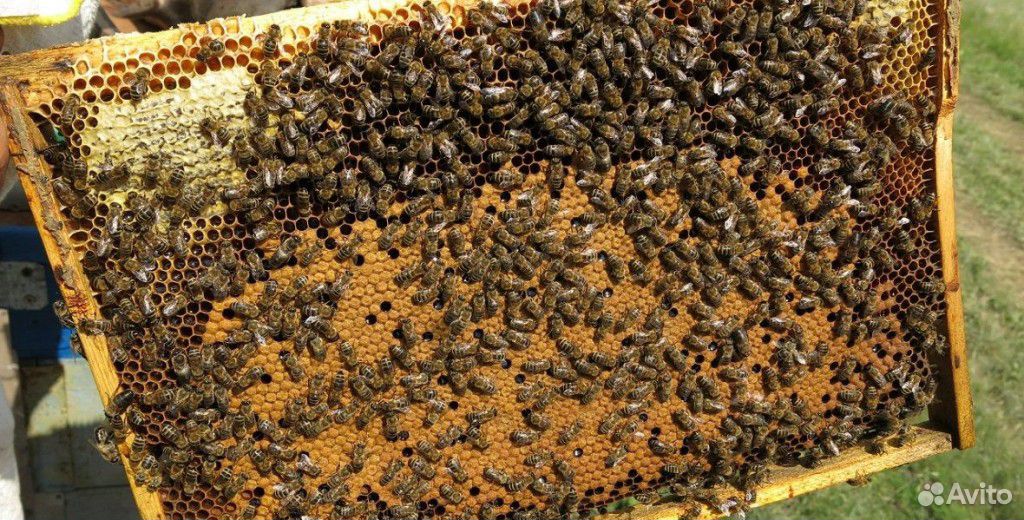 Семьи пчёл с ульями купить на Зозу.ру - фотография № 1