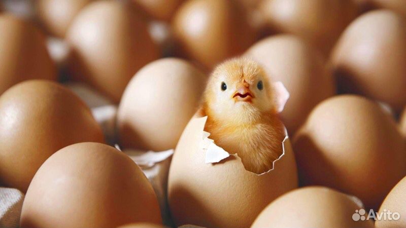 Инкубационные яйца кобб 500 купить на Зозу.ру - фотография № 3