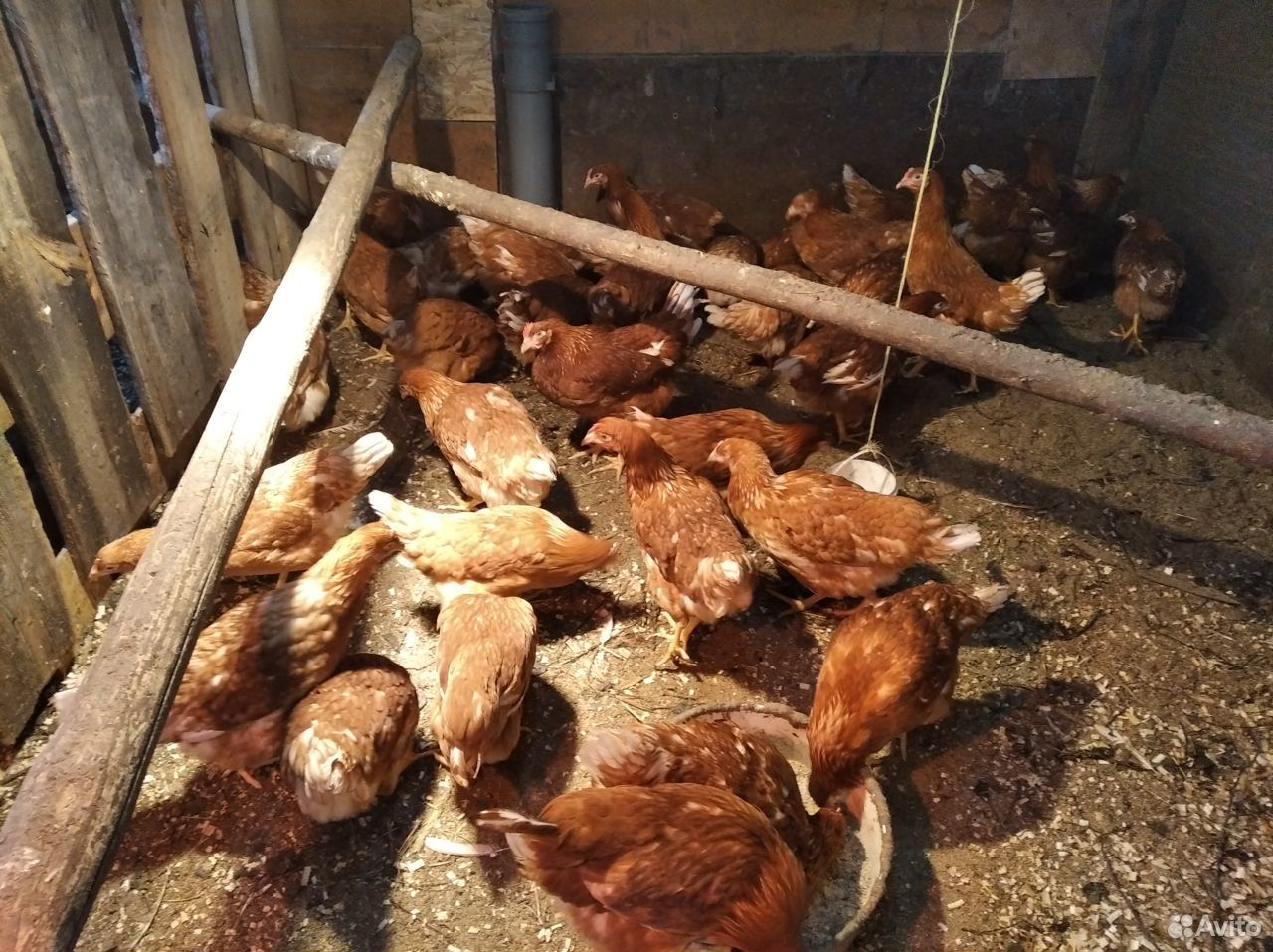 Птица куры несушки,цыплята мясо-яичные купить на Зозу.ру - фотография № 2