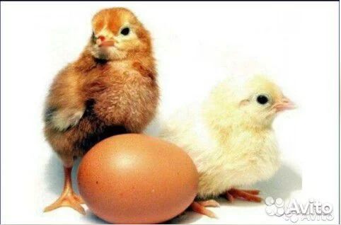 Инкубационное яйцо Хайсекс Браун купить на Зозу.ру - фотография № 1