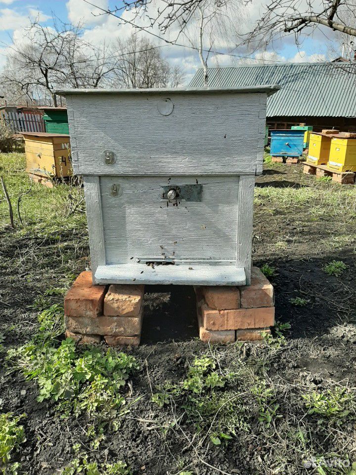 Пчелосемьи купить на Зозу.ру - фотография № 1