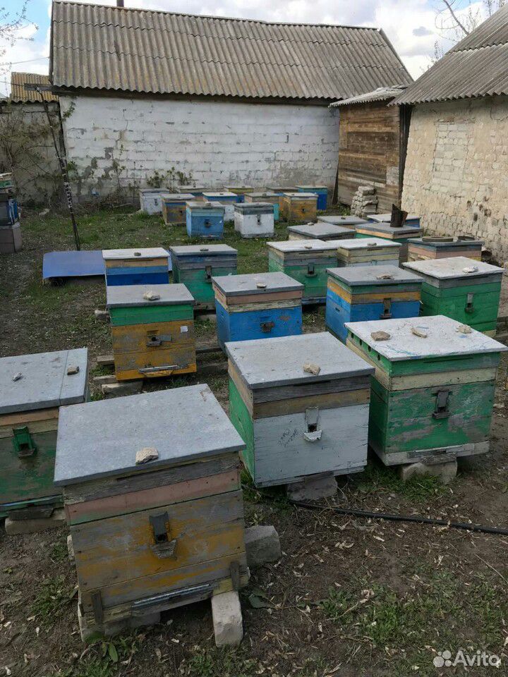Пчелосемьи купить воронежская. Купить пчелосемьи в Воронежской области. Купить пчелосемьи в Воронежской области 2022.