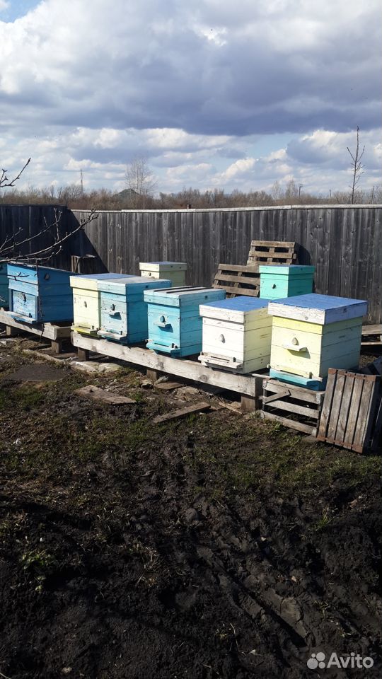 Продажа пчёл купить на Зозу.ру - фотография № 2