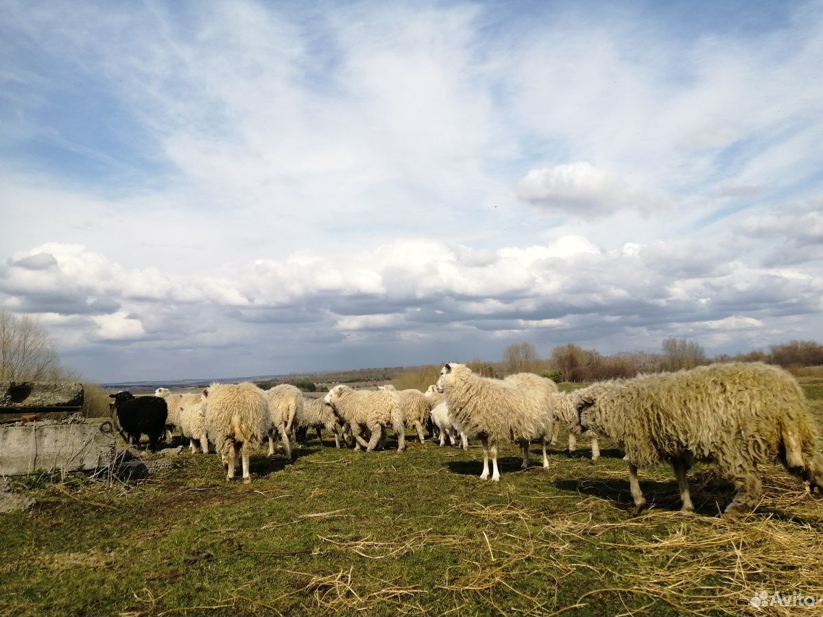 Продаю овец купить на Зозу.ру - фотография № 6