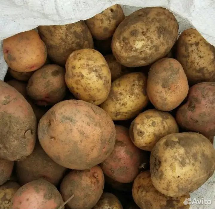 Предлагаю вам крупный картофель на еду купить на Зозу.ру - фотография № 2