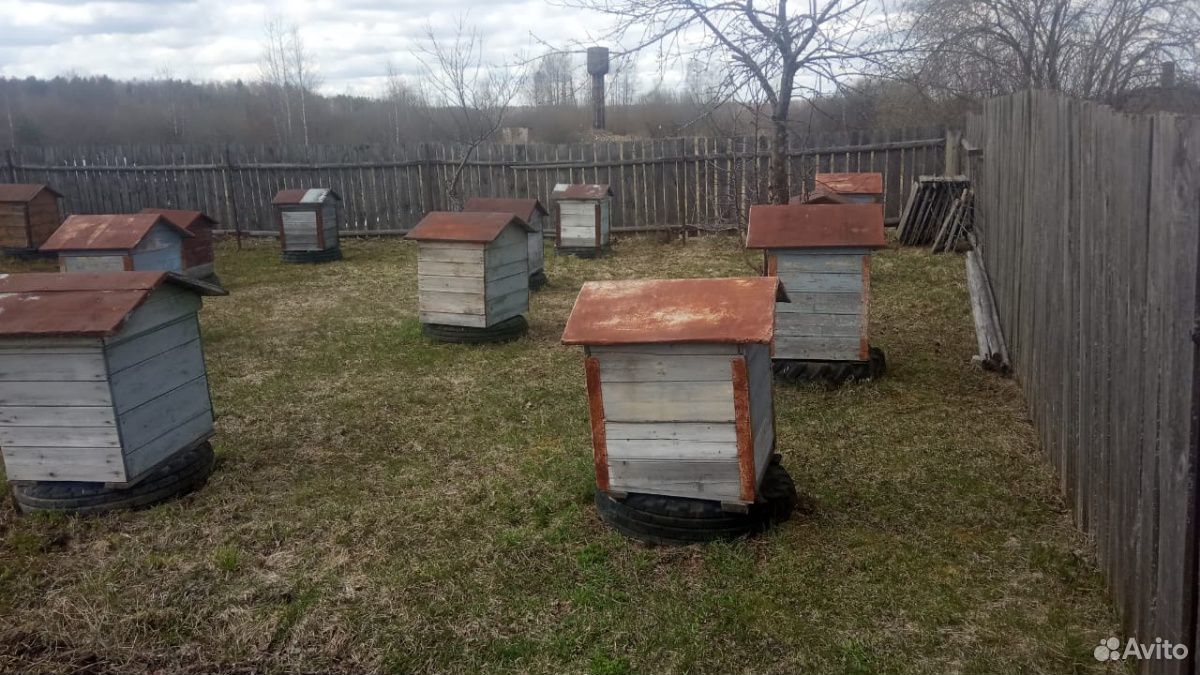 Ульи с пчелами 10 семей купить на Зозу.ру - фотография № 1