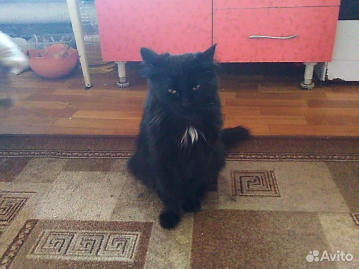 Кошка(мышеловка) купить на Зозу.ру - фотография № 1