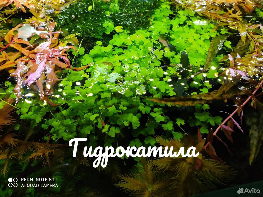 Аквариумные растения купить на Зозу.ру - фотография № 3