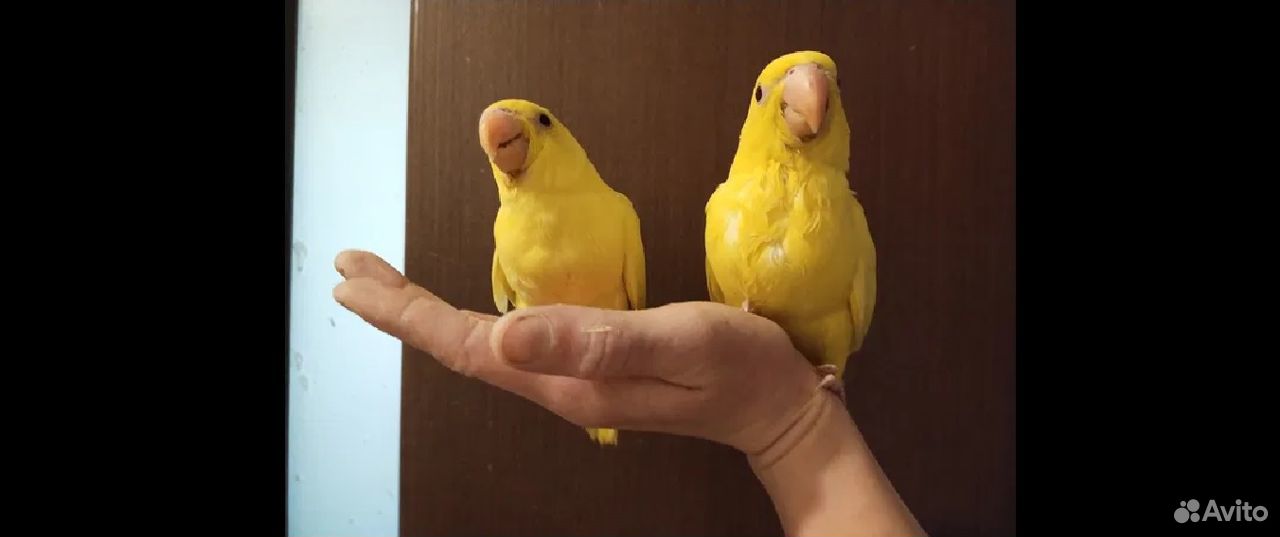 Ожереловый попугай жёлтый купить на Зозу.ру - фотография № 3