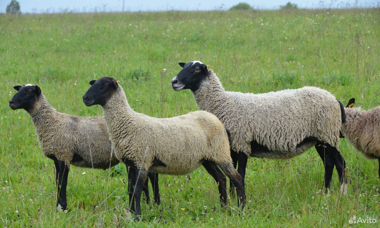 Овцы и ярки Романовской породы купить на Зозу.ру - фотография № 1