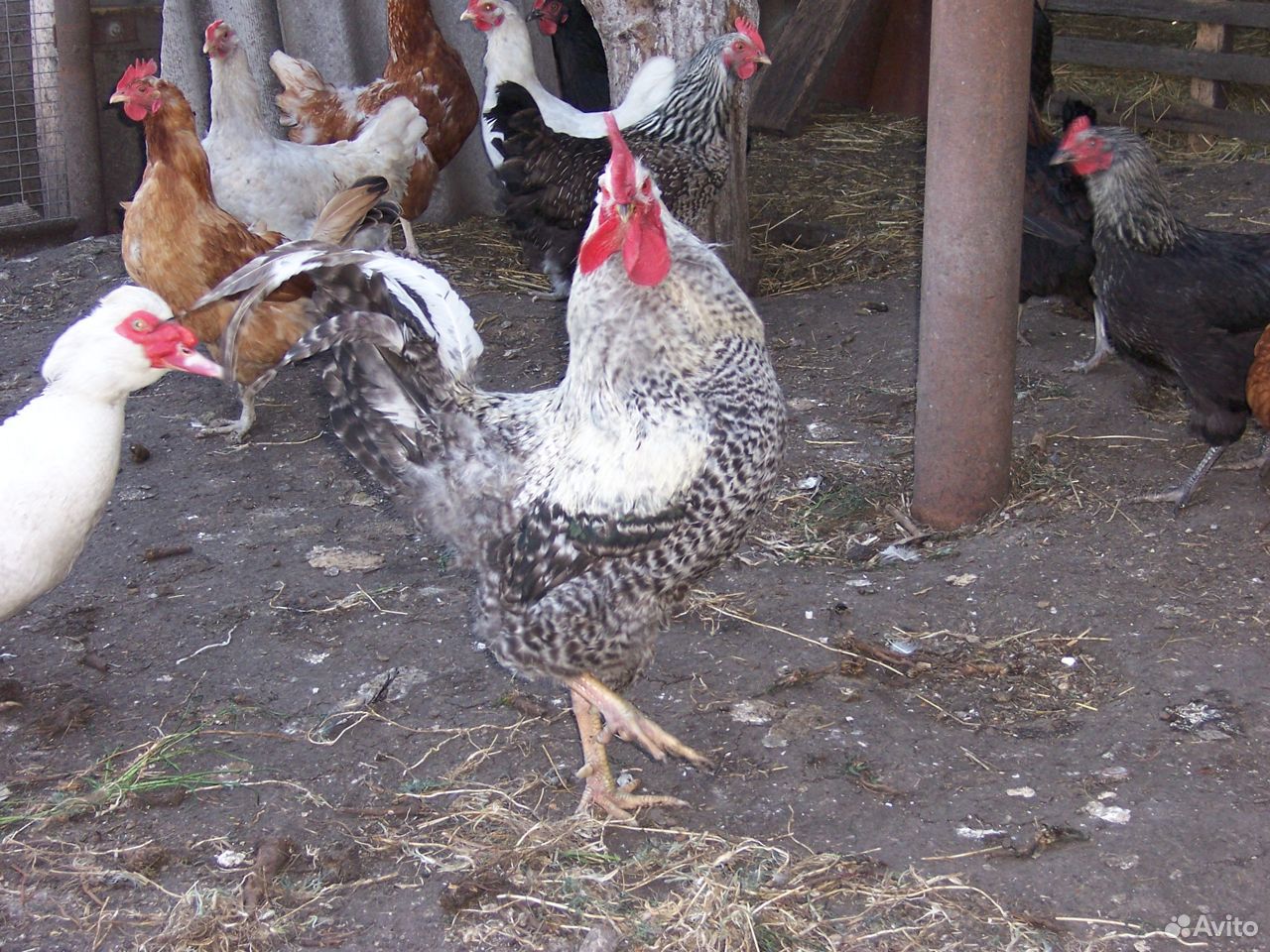 Продам цыплят деревенских кур купить на Зозу.ру - фотография № 3