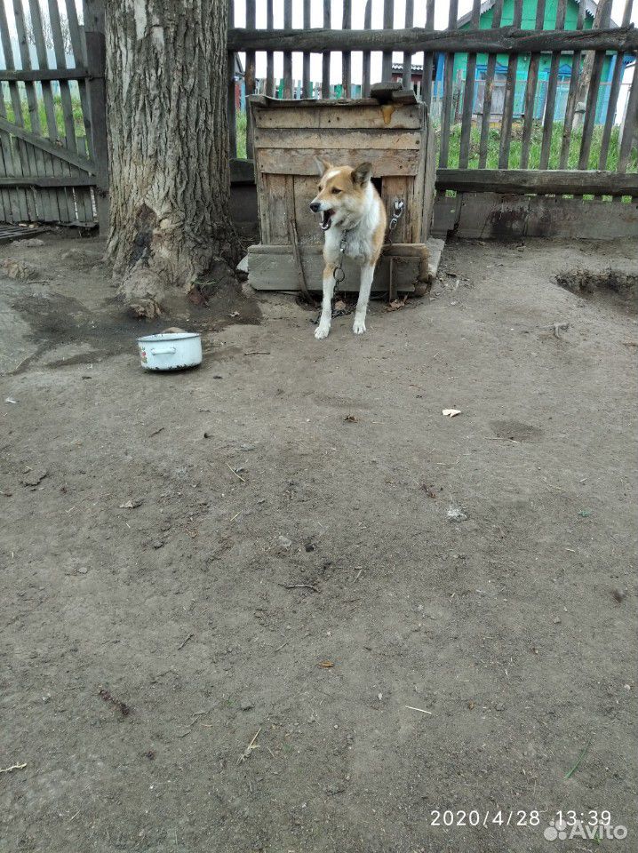 Злая собака купить на Зозу.ру - фотография № 2