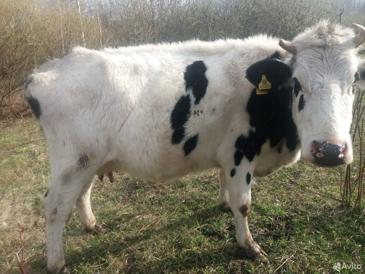 Корова, теленок, бык купить на Зозу.ру - фотография № 2