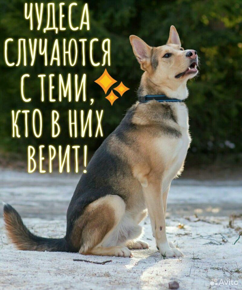 Собака для самых добрых людей купить на Зозу.ру - фотография № 3