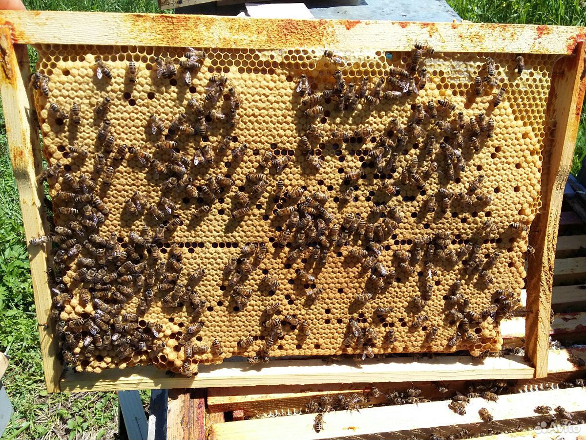 Пчелопакеты пчёлы купить на Зозу.ру - фотография № 3
