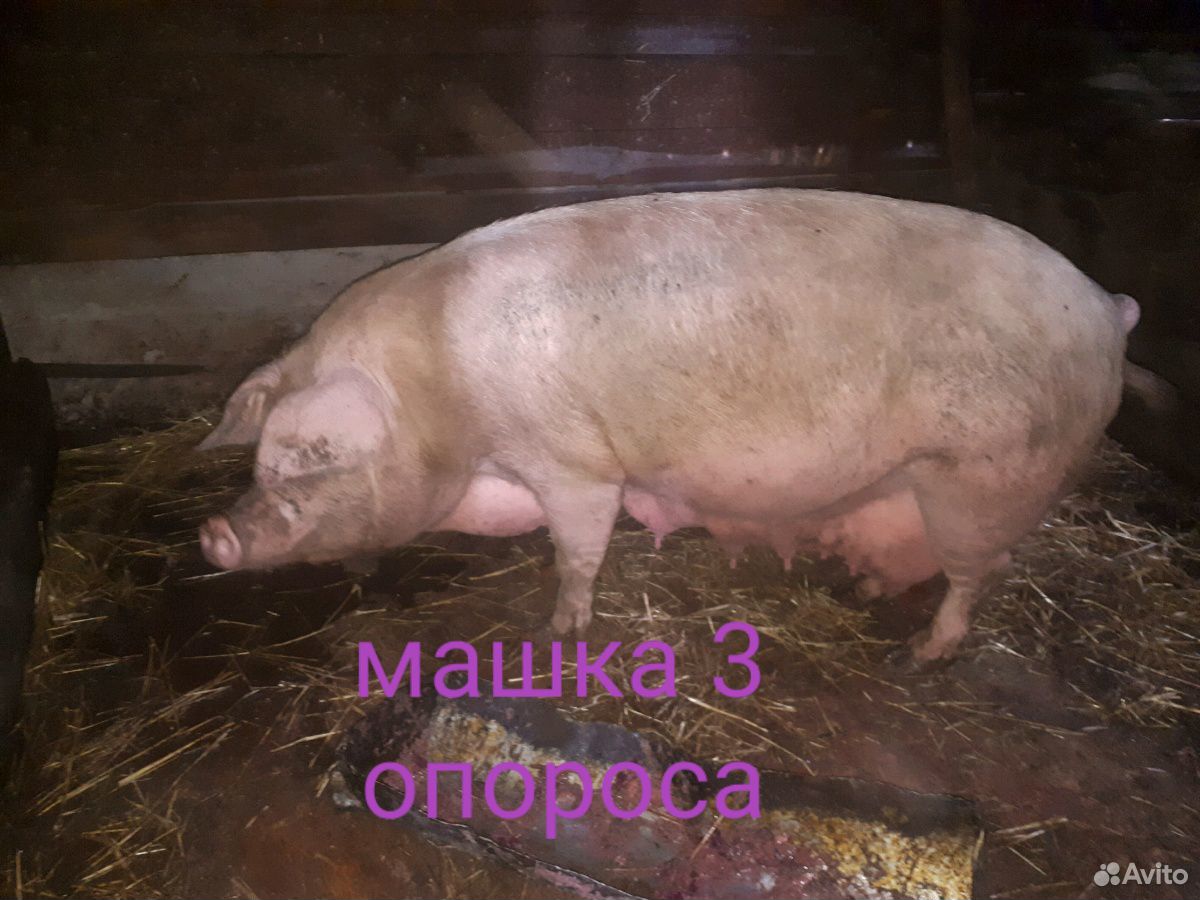Продам свиноматку купить на Зозу.ру - фотография № 5