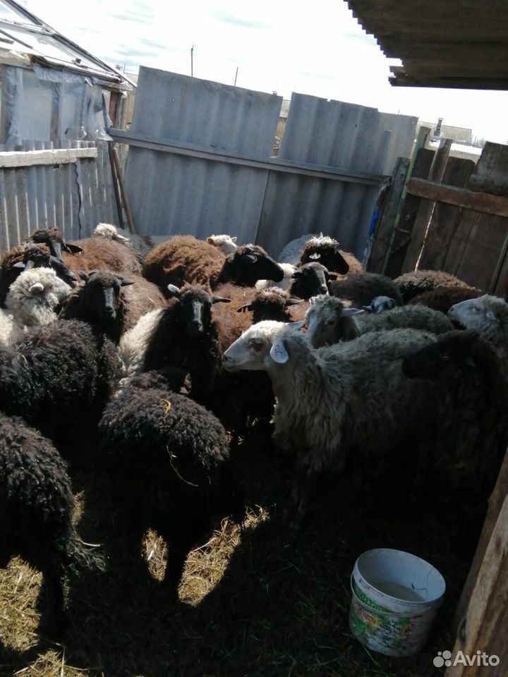 Овцы породистые купить на Зозу.ру - фотография № 2